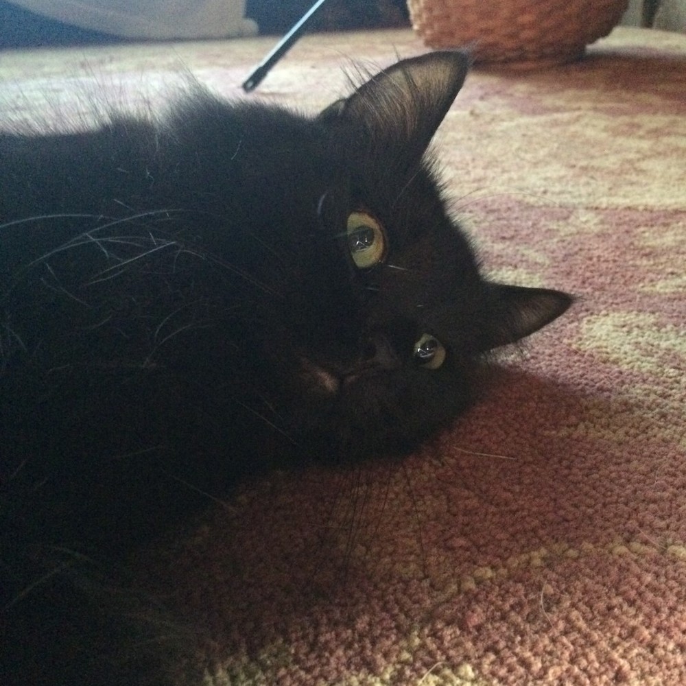 Meet your Posher, Carmen